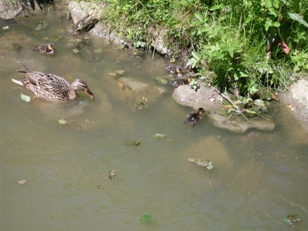 Lešná 078