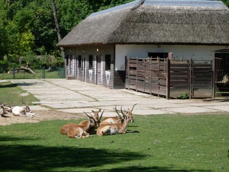 Lešná 089