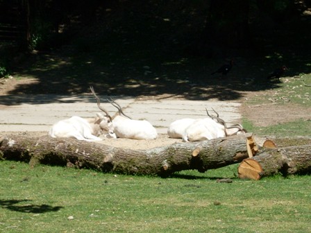 Lešná 092